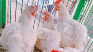 أسعار الدواجن في أسواق مطروح اليوم السبت 19 يوليو 2025