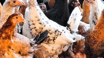 أسعار الفراخ في مطروح الأربعاء 24 يوليو 2025 الوراك يصل