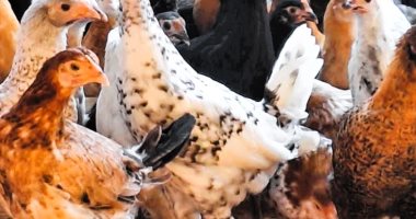 أسعار الفراخ في مطروح الأربعاء 24 يوليو 2025 الوراك يصل إلى 85 جنيهاً