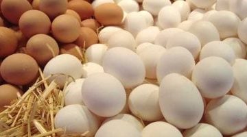 تحديث أسعار البيض والبقوليات في أسواق سوهاج الخميس 24 يوليو